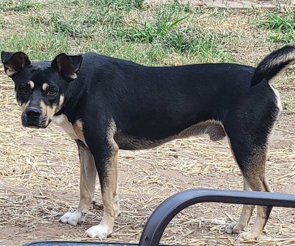 Medium Photo #3 Staffordshire Bull Terrier-Unknown Mix Puppy For Sale in Spring, TX, USA