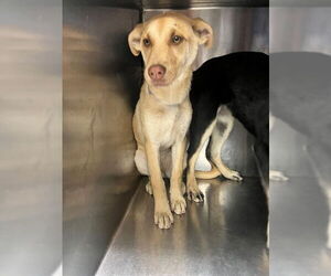 German Shepherd Dog Dogs for adoption in Downey, CA, USA