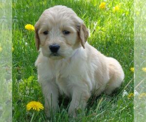 Goldendoodle-Poodle (Standard) Mix Puppy for sale in THORP, WI, USA