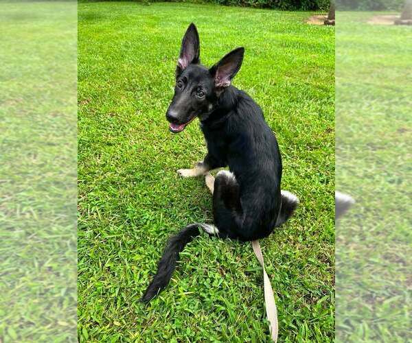 Medium Photo #2 German Shepherd Dog-Unknown Mix Puppy For Sale in Candler, NC, USA