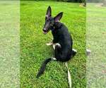 Small #1 German Shepherd Dog Mix