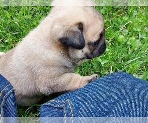 Pug Puppy for Sale in FREMONT, Ohio USA