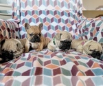 Small Photo #3 French Bulldog Puppy For Sale in RICHMOND, KY, USA