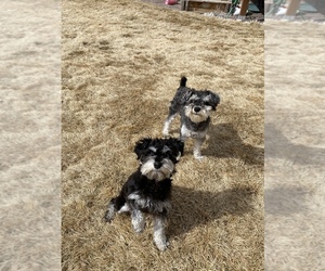 Medium Schnauzer (Miniature)