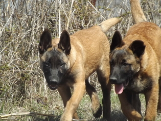 Belgian Malinois Puppy for sale in FERRIS, TX, USA