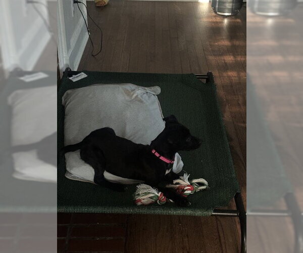 Medium Photo #7 Chiweenie Puppy For Sale in Oakhurst, NJ, USA