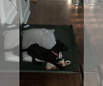 Small #6 Chiweenie