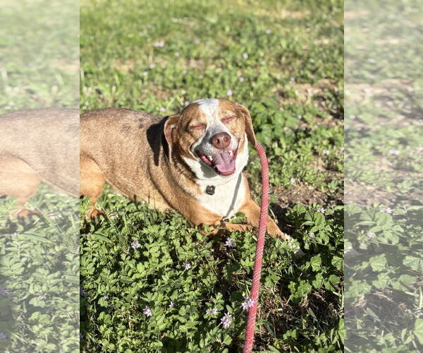 Medium Photo #4  Puppy For Sale in , 