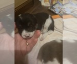 Puppy Puppy 2 Violet Border Collie