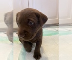 Small Photo #9 Labrador Retriever Puppy For Sale in TULSA, OK, USA