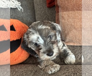 Dachshund Puppy for sale in LA SALLE, IL, USA