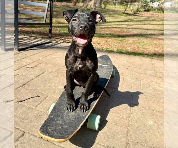 Medium Photo #1 American Pit Bull Terrier-American Staffordshire Terrier Mix Puppy For Sale in Chester, VA, USA