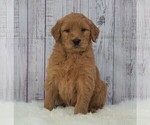 Small Goldendoodle