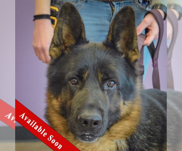 Medium Photo #1 German Shepherd Dog Puppy For Sale in Huntley, IL, USA