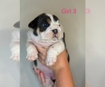 Small #2 English Bulldog