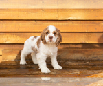 Puppy Bentley Cocker Spaniel