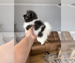 Small #1 Pomeranian