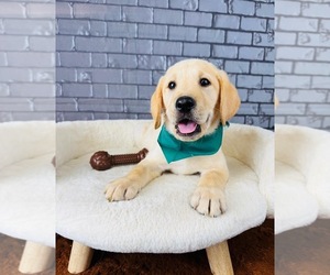 Labrador Retriever Puppy for Sale in OCALA, Florida USA