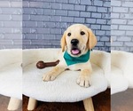Image preview for Ad Listing. Nickname: Litter of 5