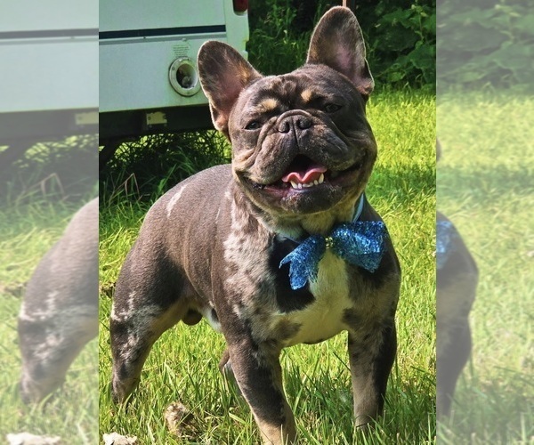 Medium Photo #1 French Bulldog Puppy For Sale in GRAND FORKS, ND, USA