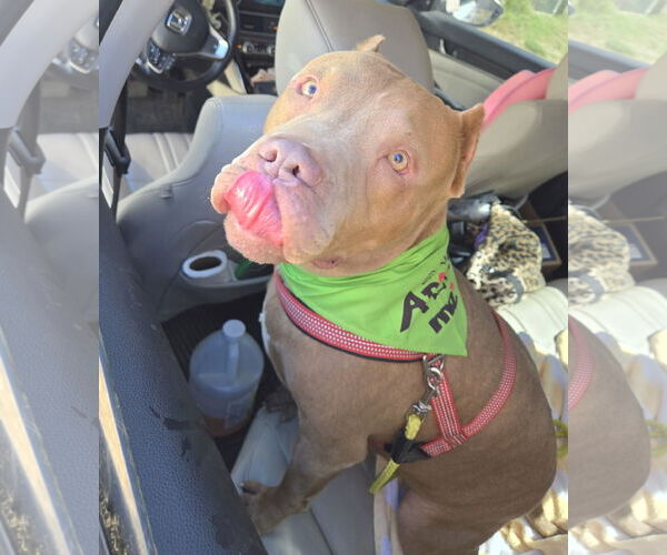 Medium Photo #2 American Staffordshire Terrier-Unknown Mix Puppy For Sale in Jackson, MS, USA