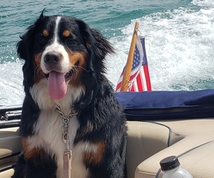 Mother of the Bernese Mountain Dog puppies born on 05/16/2025