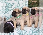 Small Photo #2 Pug Puppy For Sale in CHARLOTT HALL, MD, USA