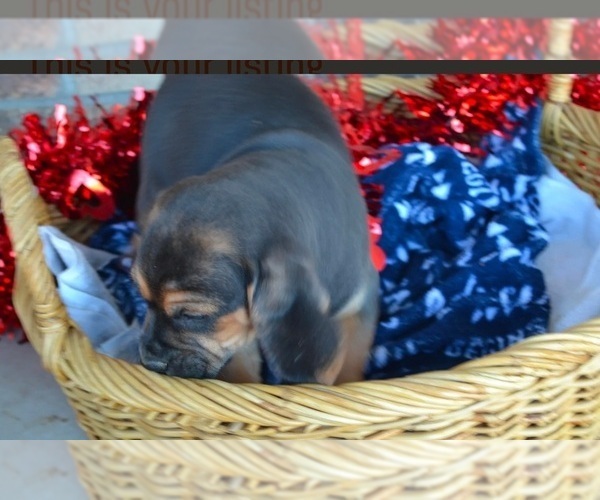 Medium Photo #4 Puggle Puppy For Sale in GREENWOOD, WI, USA