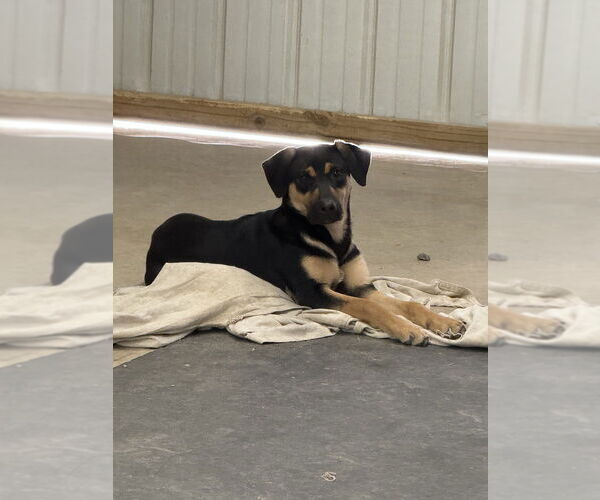 Medium Photo #2 Mutt Puppy For Sale in Boston, MA, USA