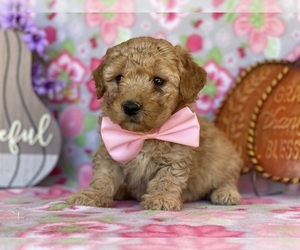 Goldendoodle (Miniature) Puppy for sale in LANCASTER, PA, USA