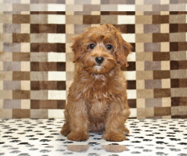 Medium Photo #3 Cavapoo (Miniature) Puppy For Sale in DENVER, PA, USA