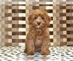 Small #2 Cavapoo (Miniature)
