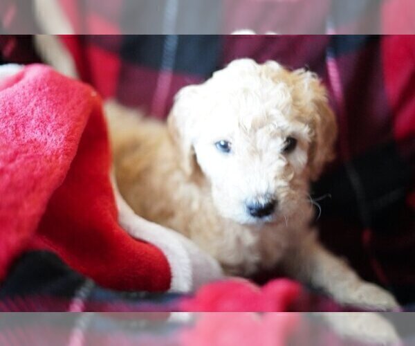 Medium Photo #1 Goldendoodle-Poodle (Standard) Mix Puppy For Sale in NEW TAZEWELL, TN, USA
