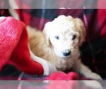 Small Photo #1 Goldendoodle-Poodle (Standard) Mix Puppy For Sale in NEW TAZEWELL, TN, USA