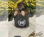 Small Photo #13 German Shepherd Dog Puppy For Sale in ROCKFIELD, KY, USA