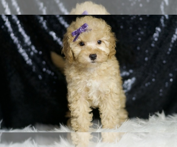 Medium Photo #4 Poodle (Toy) Puppy For Sale in WARSAW, IN, USA
