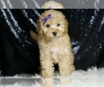 Small #3 Poodle (Toy)