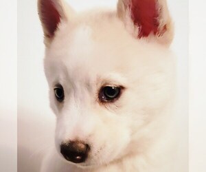 Huskimo-Siberian Husky Mix Puppy for sale in CLARENCE, NY, USA