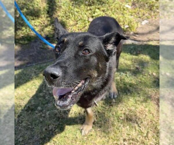 Medium Photo #7 Mutt Puppy For Sale in San Diego, CA, USA