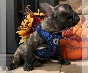 French Bulldog Puppy for sale in BOLIVAR, MO, USA