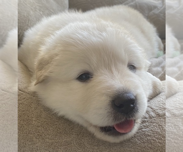 Medium Photo #3 Great Pyrenees Puppy For Sale in MCALLEN, TX, USA