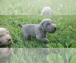 Small Photo #14 Weimaraner Puppy For Sale in SOCIAL CIRCLE, GA, USA