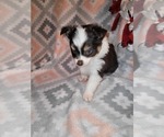 Small Photo #11 Miniature Australian Shepherd Puppy For Sale in ADAIR VILLAGE, OR, USA