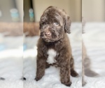Puppy Liam Labradoodle