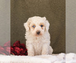Small Photo #2 Bernedoodle Puppy For Sale in MILLERSBURG, PA, USA