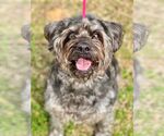 Small #1 Mutt
