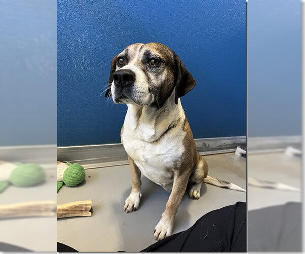 Medium Photo #5 Collie-German Shepherd Dog Mix Puppy For Sale in Norfolk, VA, USA