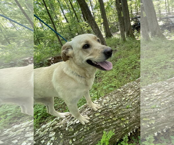 Medium Photo #4 Mutt Puppy For Sale in Rockaway, NJ, USA