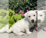 Small #1 West Highland White Terrier