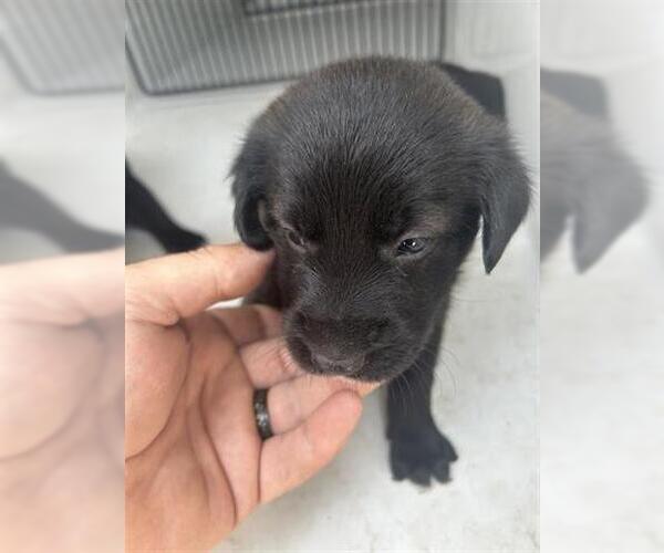Medium Photo #1 Labrador Retriever-Unknown Mix Puppy For Sale in Houston, TX, USA